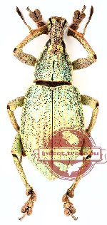 Rhinoscapha sp. 1 (A2)