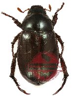 Anomala antiqua (2 pcs A2)