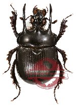 Typhoeus typhoeoides (A2)