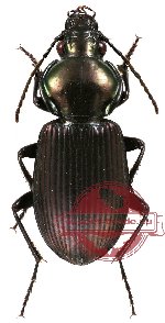 Carabidae sp. 15 (6 pcs)
