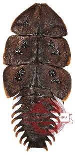 Platerodrilus sp. 2 (10 pcs)