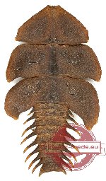 Platerodrilus ruficollis