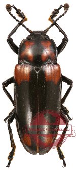 Erotylidae sp. 10 (5 pcs)