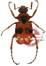 Paratrichius rotundatus (10 pcs - 8m, 2f)