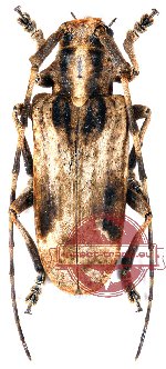 Blepephaeus succinctor