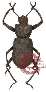 Tenebrionidae sp. 30 (A2)