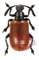 Lilioceris sp. 4 (5 pcs)