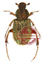 Amphicoma bezdekorum (A-)