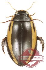 Hydaticus bipunctatus conjugens (5 pcs)