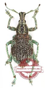 Rhinoscapha sp. 8 (10 pcs)