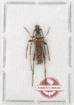 Parastrangalis ambigua (A-)