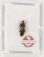 Staphylinidae sp. 22
