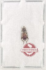 Cleridae sp. 10V