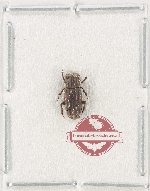 Rhyparus paraloebli