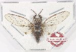 Cicadidae sp. 106