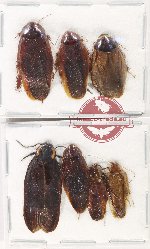 Scientific lot no. 141 Blattodea (7 pcs A-)