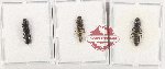Scientific lot no. 259 Staphylinidae (3 pcs)
