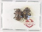 Scientific lot no. 116 Endomychidae (2 pcs A2)