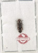 Coraebus sp. nov. (close to C. purkynei)