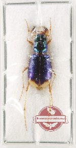Pseudotetracha helmsi