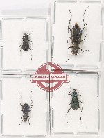 Scientific lot no. 90 Cicindelidae (4 pcs - 2 pcs A2)