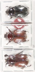 Scientific lot no. 5 Dynastinae (3 pcs - 2 pcs A-)