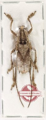 Potemnemus sp. 10