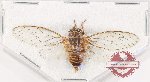Cicadidae sp. 104