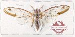Cicadidae sp. 103 (A-)