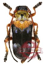 Glenida cyaneofasciata Breuning, 1952 (A2)