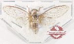 Cicadidae sp. 105 (A2)