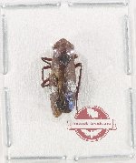 Homoptera sp. 14 (A2)