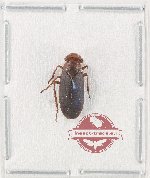 Homoptera sp. 15 (A2)
