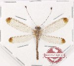 Ascalaphidae sp. 8