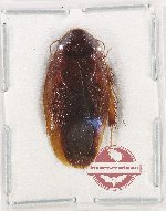 Scientific lot no.  (3 pcs A2)