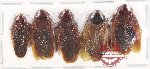 Scientific lot no. 140 Blattodea (5 pcs A-)