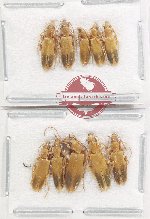 Scientific lot no. 8 Oedemeridae (10 pcs)