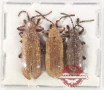 Scientific lot no. 702 Chrysomelidae (Anisodera spp.) (3 pcs)