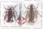 Scientific lot no. 306 Melolonthinae (2 pcs)