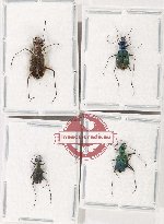Scientific lot no. 89 Cicindelidae (4 pcs - 2 pcs A2)