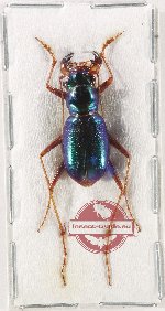 Pseudotetracha oleadorsa (AA-)
