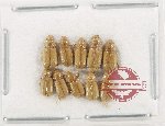 Scientific lot no. 1164 Coprophaga (Aphodiinae) (10 pcs)