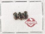 Scientific lot no. 1167 Coprophaga (3 pcs)