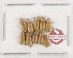 Scientific lot no. 1166 Coprophaga (Aphodiinae) (10 pcs)