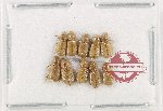 Scientific lot no. 1165 Coprophaga (Aphodiinae) (10 pcs)