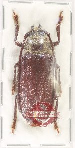 Cnemoplites prionoides