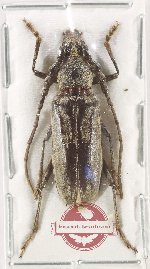 Cerambycini sp. 10