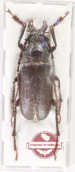 Dorysthenes sp. 2