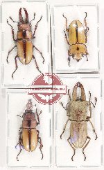 Scientific lot no. 33 Lucanidae (4 pcs - 2 pcs A2)