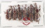 Scientific lot no. 172 Brenthidae (7 pcs)